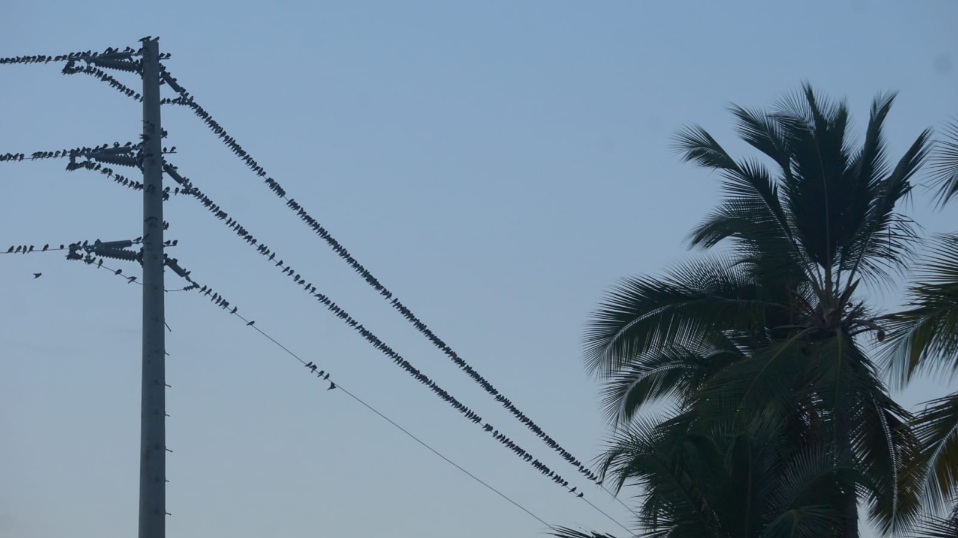 Miles de pájaros